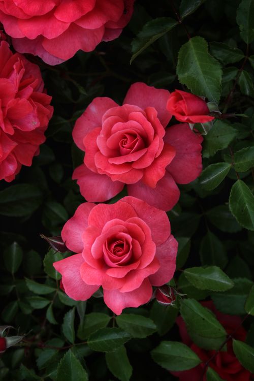 Free Beautiful close-up of blooming red roses amidst lush green leaves in Isparta garden. Stock Photo