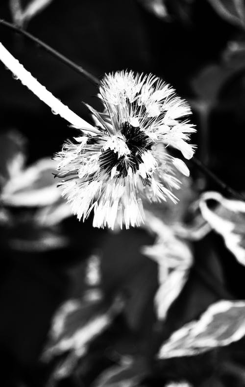 Free Grayscale Photo of White Flower Stock Photo