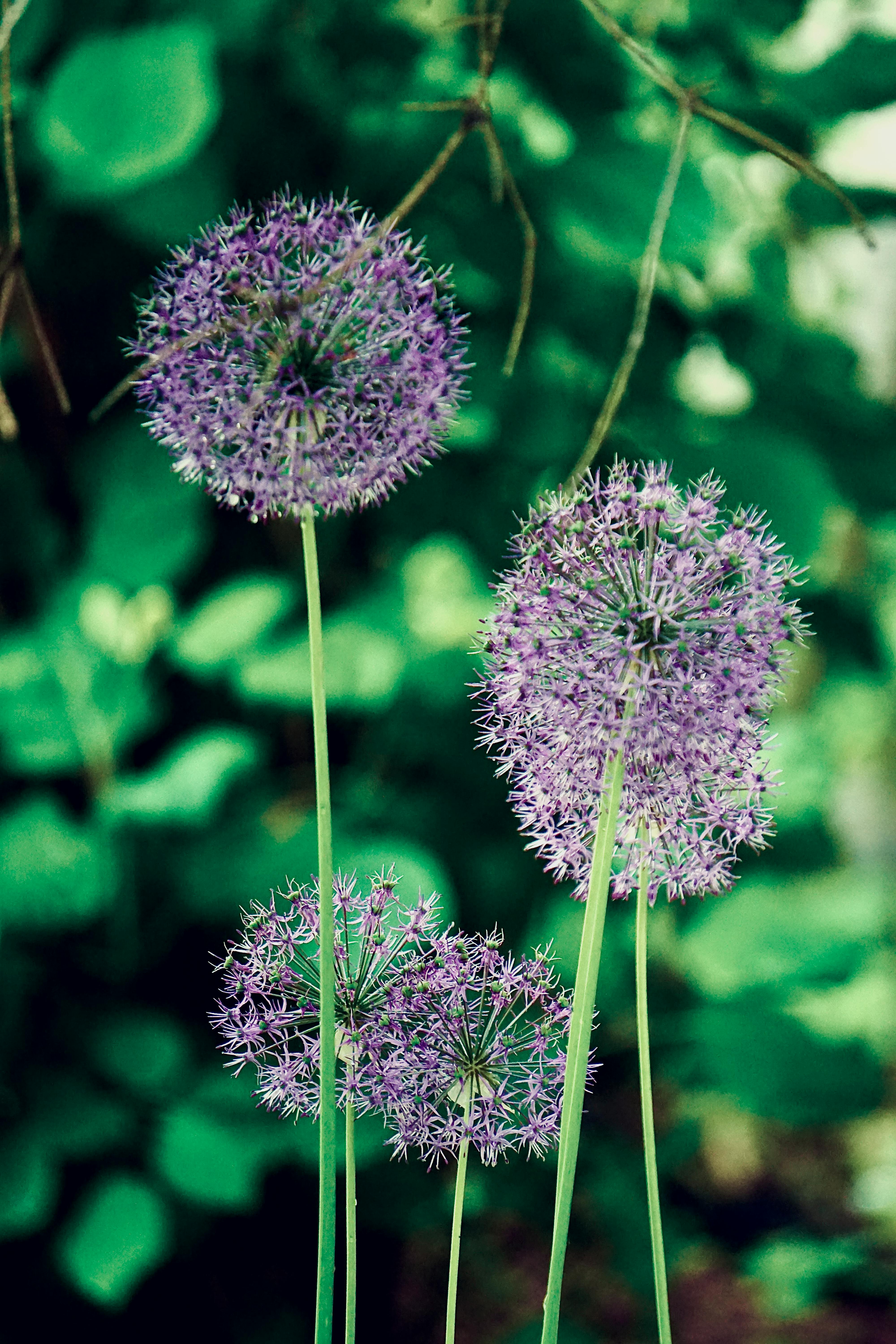 Close-Up Shot of Blooming Allium Rosenbachianum · Free Stock Photo