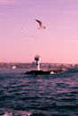 White and Black Bird Flying over the Sea