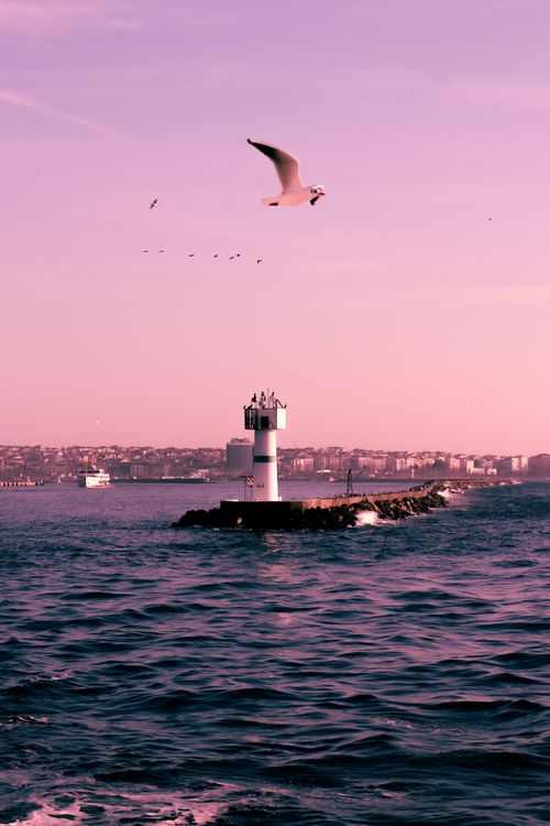 Free A seagull soaring above a lighthouse with a scenic ocean backdrop at sunset. Stock Photo