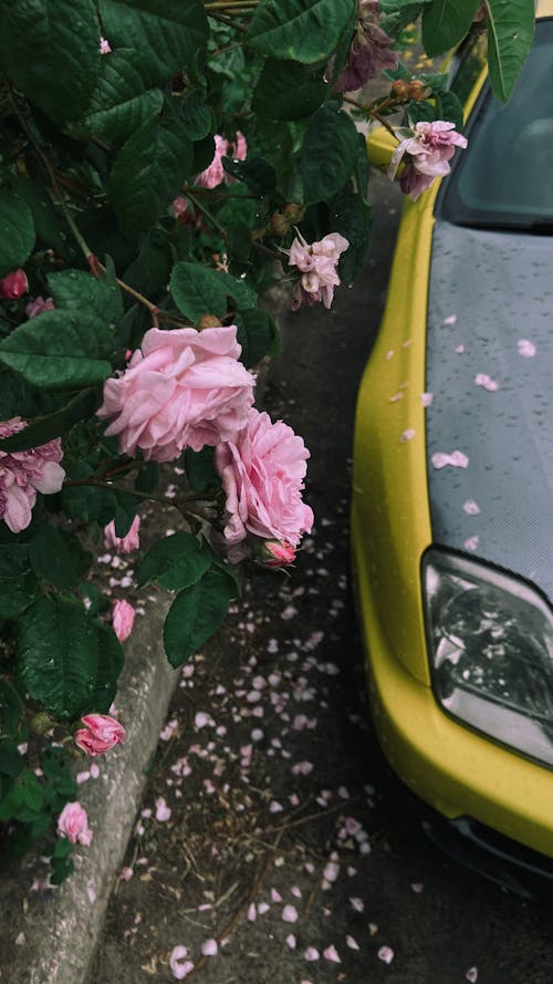 Pink Flowers Beside Yellow Car