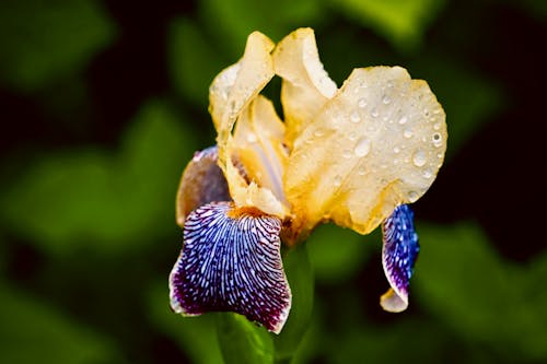 Close Up Photo of a Wet Flower