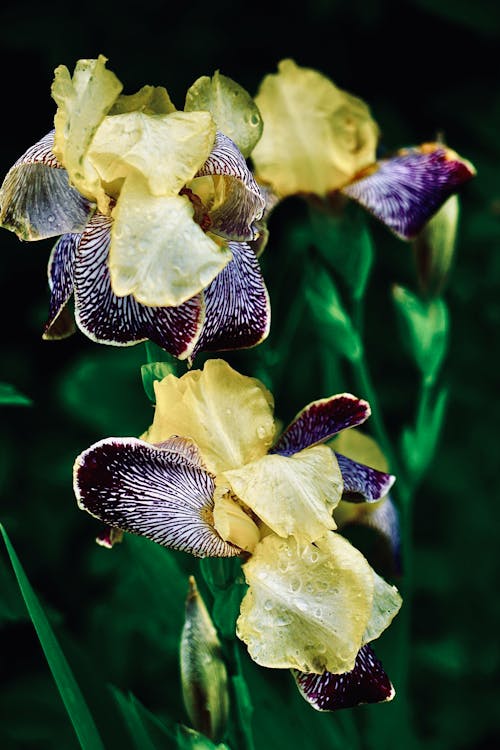 Foto d'estoc gratuïta de flora, florir, flors