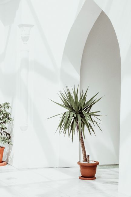Bright minimalist interior featuring potted palm and white architecture, perfect for modern decor.