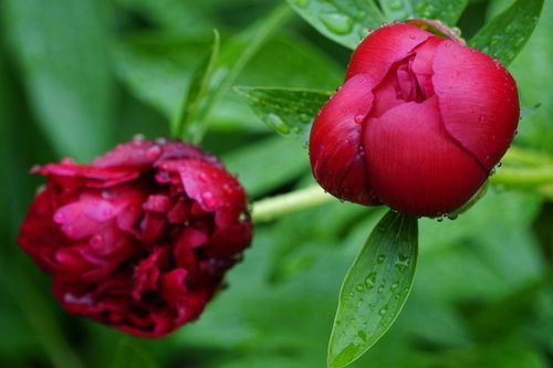 Free Close-up of red peony buds with water droplets on green leaves. Perfect for nature and flower themes. Stock Photo