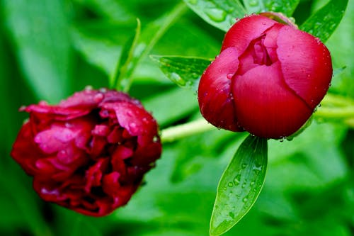 무료 꽃 사진, 모란, 붉은 꽃의 무료 스톡 사진