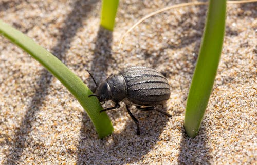 Black Beetle on the Sand