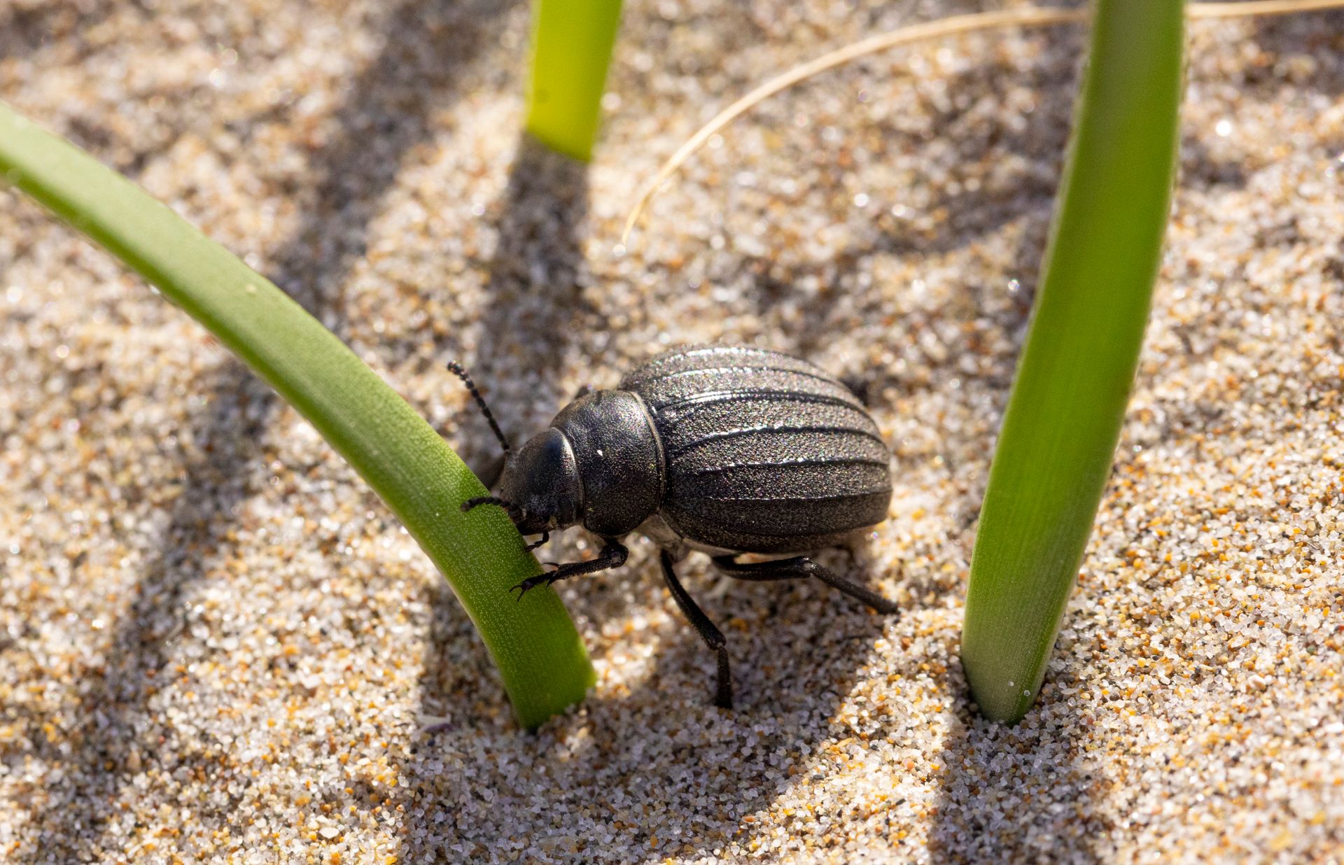 Detailed view of a black beetle crawling on beach sand beside green leaves.