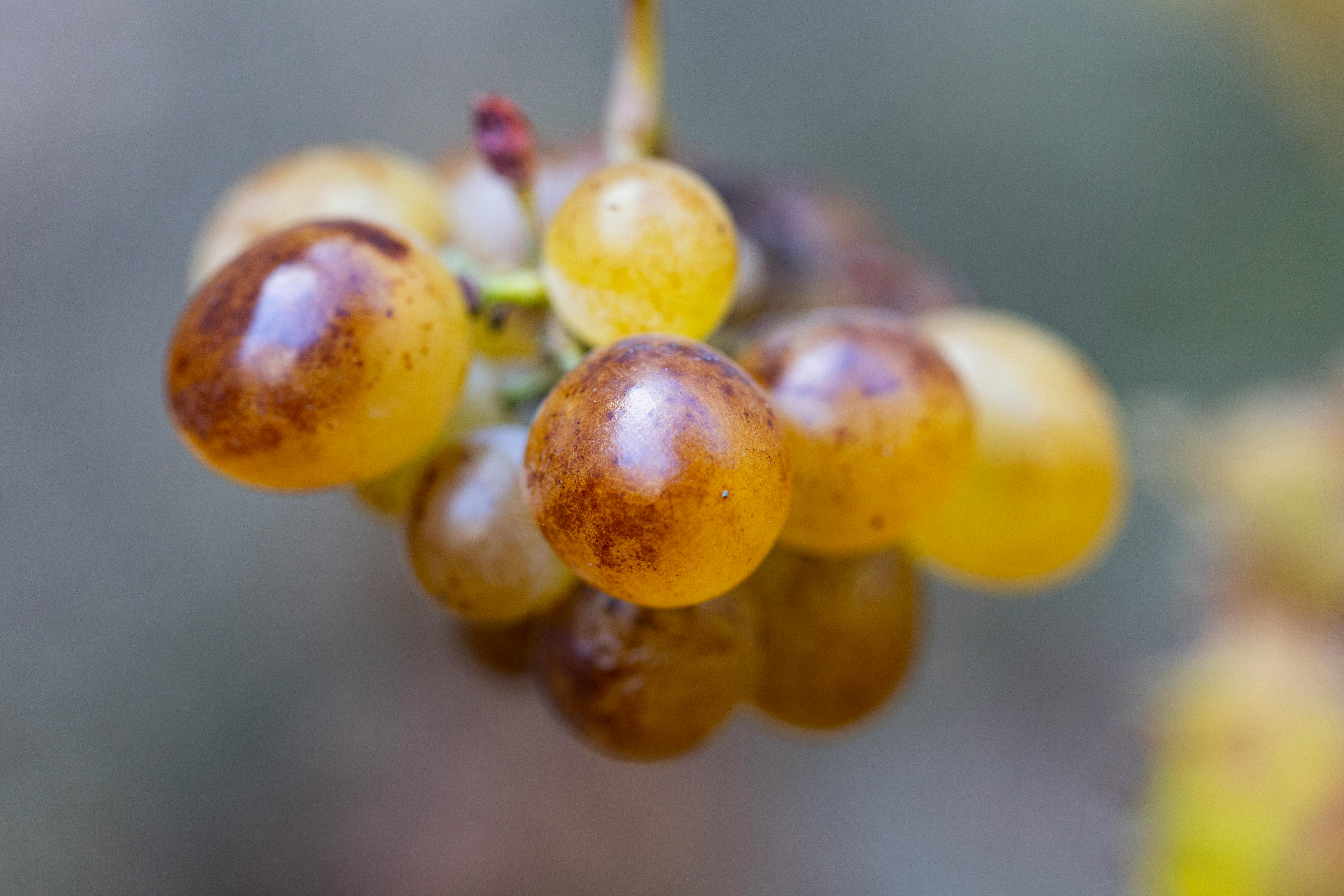 Macro shot of a vibrant cluster of ripening grapes showcasing their juicy texture and natural colors.