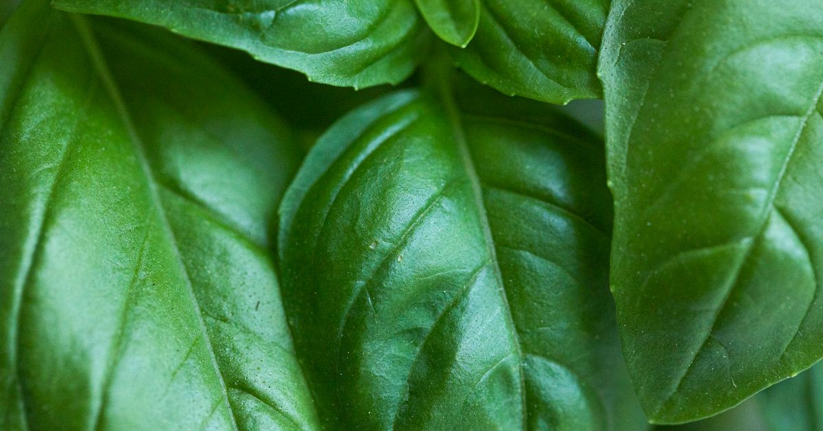 Close-up of fresh basil leaves growing on the plant