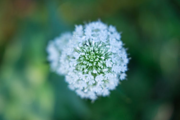 White Allium Flower