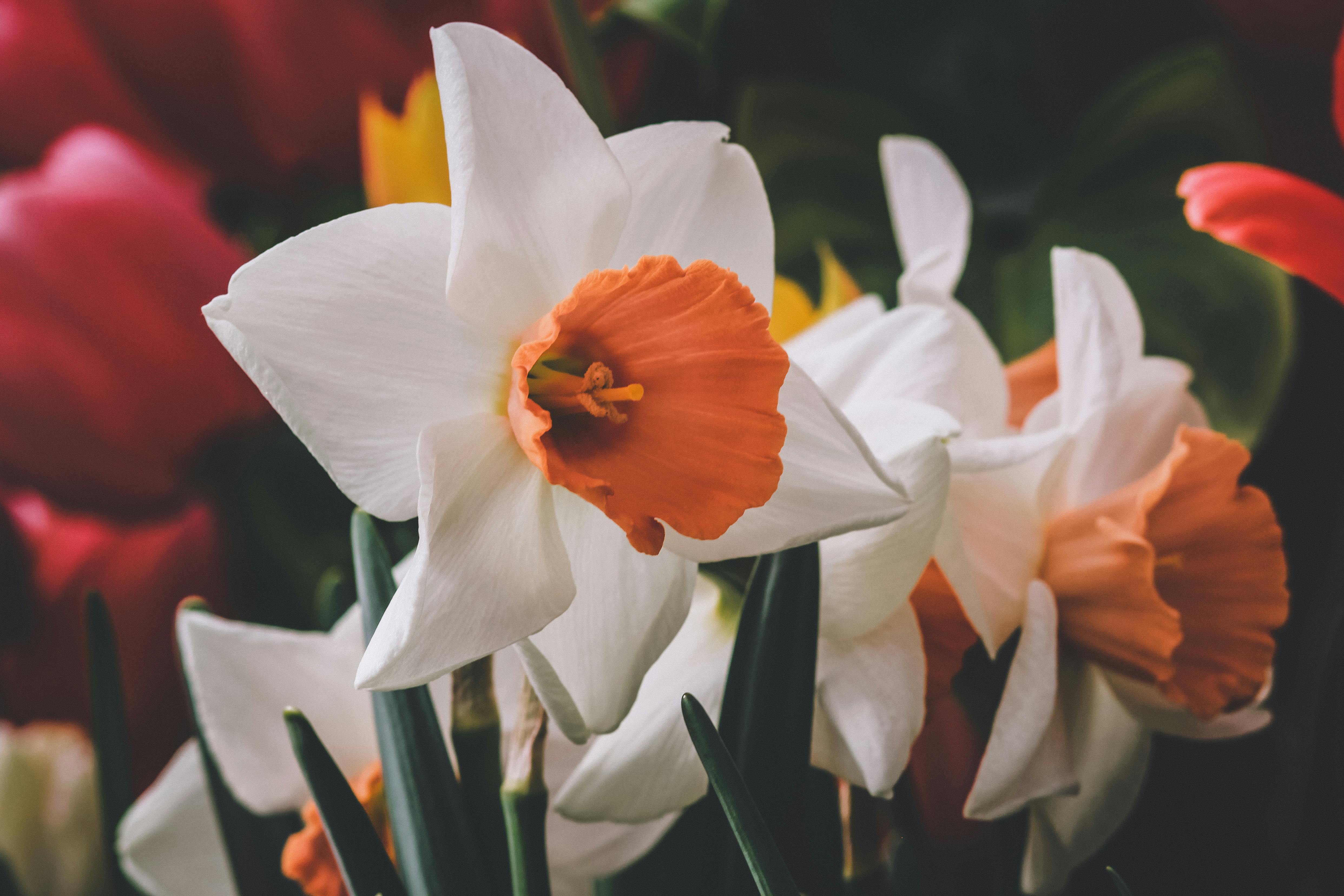 Free stock photo of beautiful flowers, botanical, botanical gardens