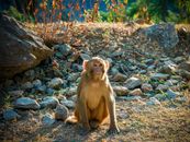 Shot of a Monkey Sitting on the Ground