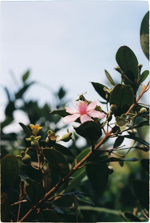 Pink Rose Myrtle Flower with Buds 