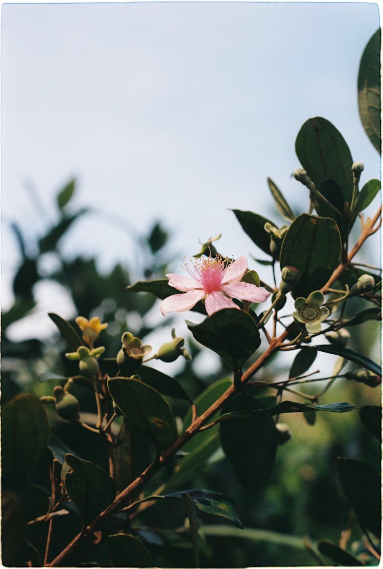 Pink Rose Myrtle Flower With Buds 