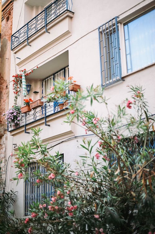 Photos gratuites de balcon, casseroles, fleurs