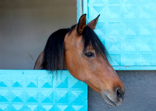 Free Close-up of a brown horse peeking out of a bright blue stable, showcasing elegance. Stock Photo
