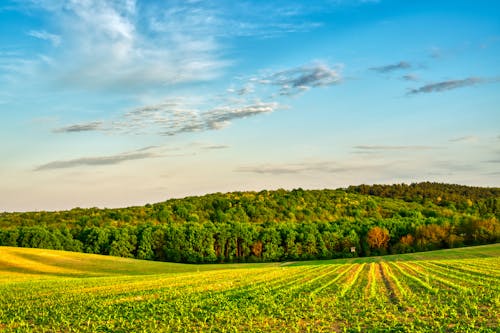 农业领域, 多雲的天空, 綠色的田野 的 免费素材图片