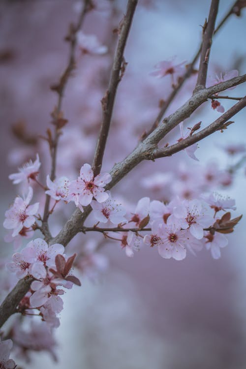 White and Pink Cherry Blossom Flowers in Bloom