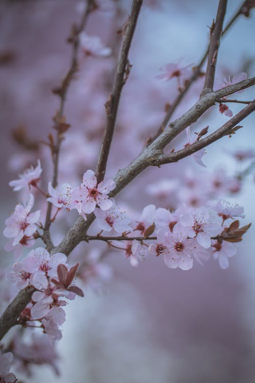 Gratis arkivbilde med blomster, blomstre, flora