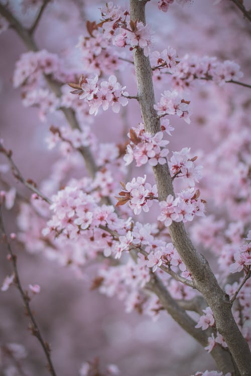 Free Pink Cherry Blossoms in Close Up Photography Stock Photo