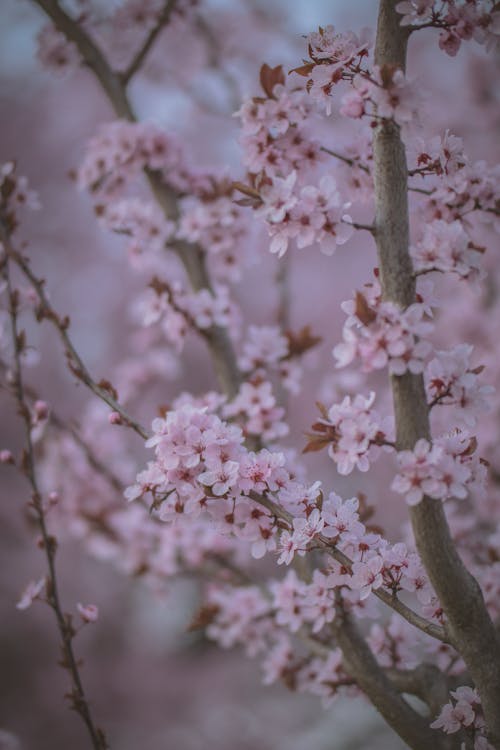 Fotobanka s bezplatnými fotkami na tému čerešňové kvety, flóra, jemný