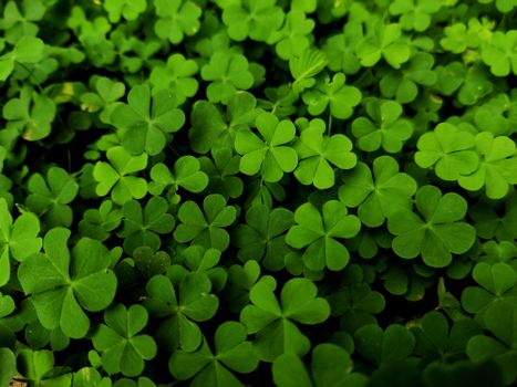Green Clover Leaves