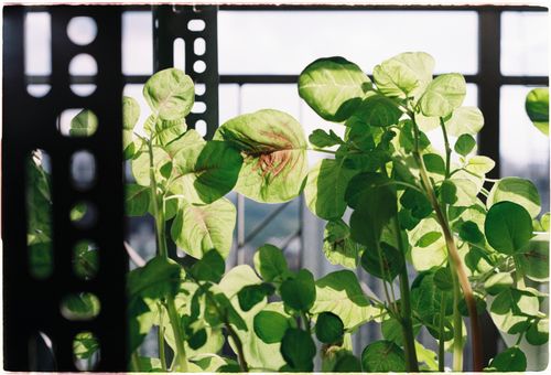 Free Close-up of vibrant green plants thriving in sunlight, indoors. Stock Photo