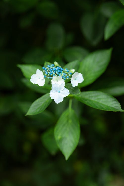 Gratis stockfoto met bladeren, bloem fotografie, bloemknoppen