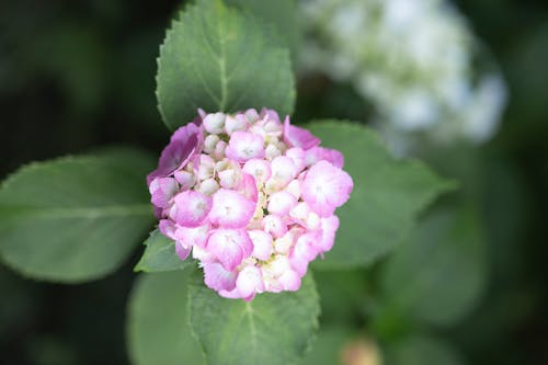 Free Foto stok gratis berkembang, bunga-bunga merah muda, daun-daun hijau Stock Photo