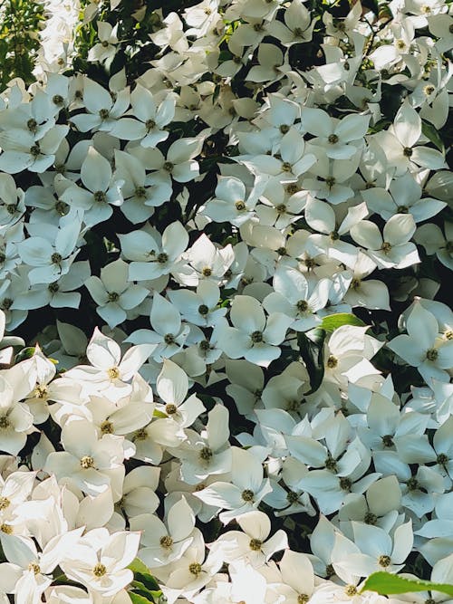 White Flowers With Green Leaves