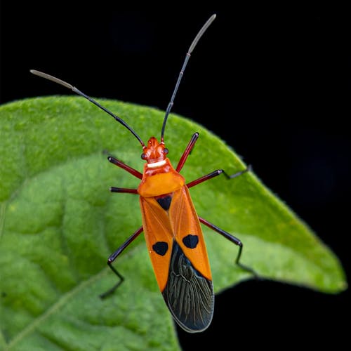 คลังภาพถ่ายฟรี ของ dysdercus cingulatus, ภาพมาโคร, แมลง