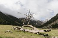 Bare Tree on Green Grass Field Near Mountains Under White Cloudy Sky