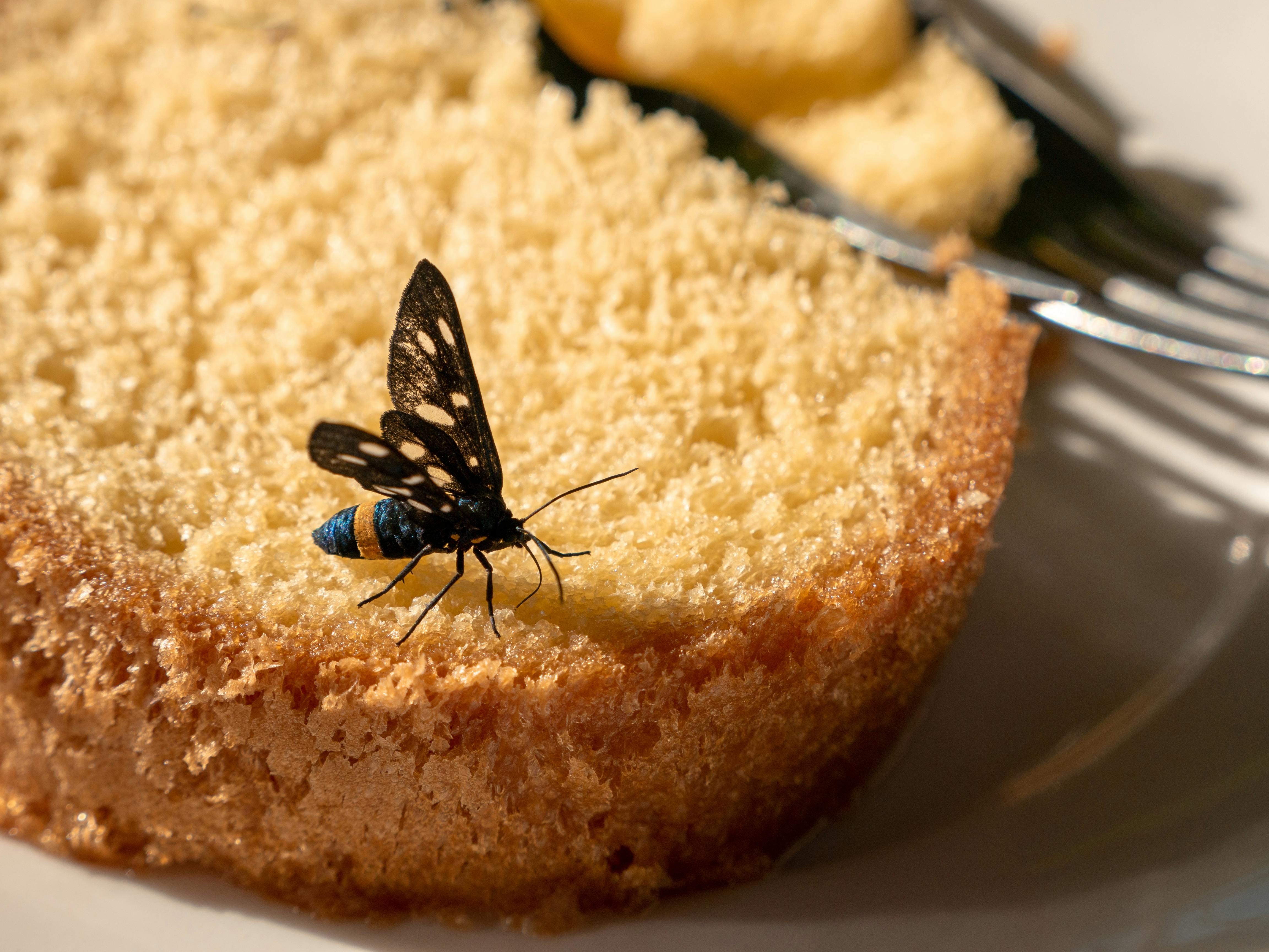 Close-up of a pantry moth on stored grain