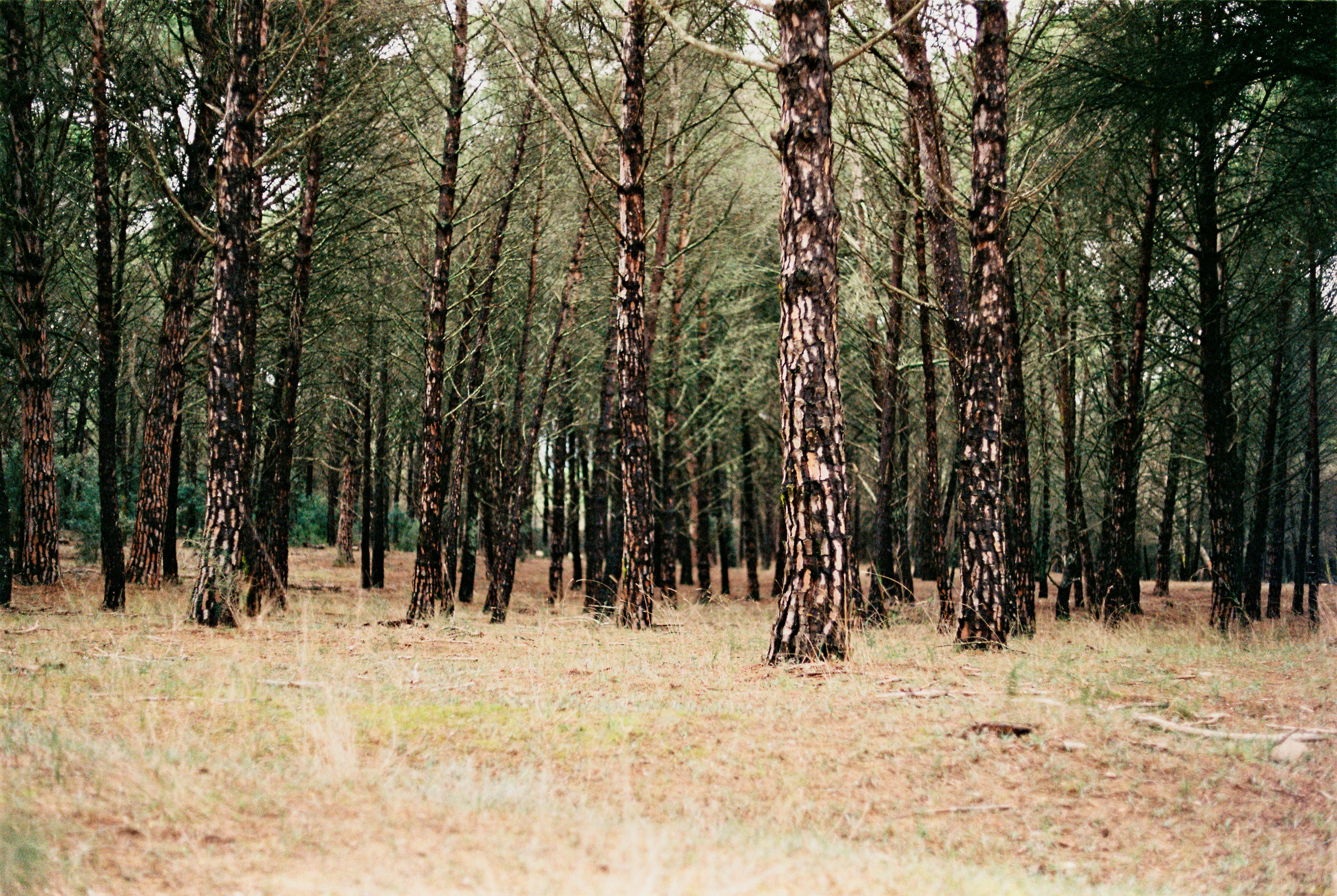 Beautiful view of a pine forest with textured bark trunks creating a peaceful natural scene.