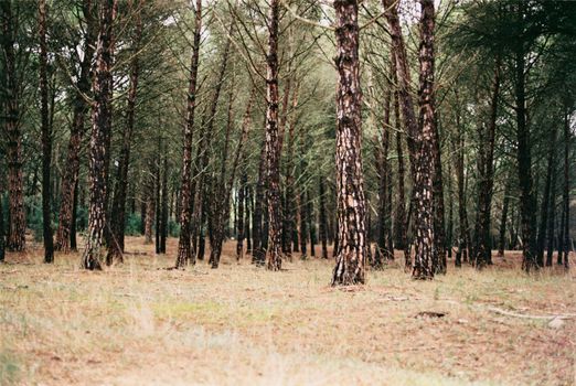 Beautiful view of a pine forest with textured bark trunks creating a peaceful natural scene.
