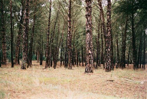 Free Beautiful view of a pine forest with textured bark trunks creating a peaceful natural scene. Stock Photo