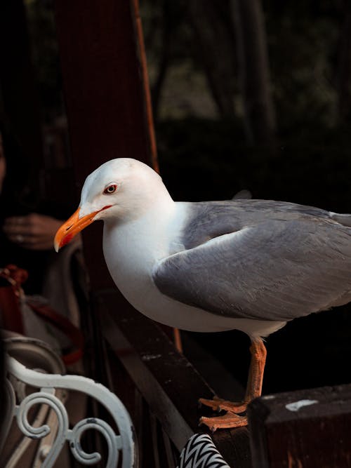 Close up of Seagull