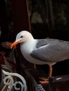 Early bird Images