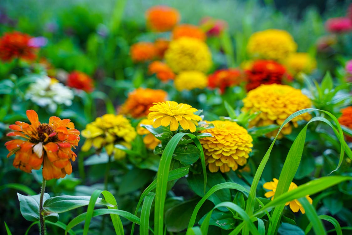 금잔화, 꽃, 꽃이 피는의 무료 스톡 사진