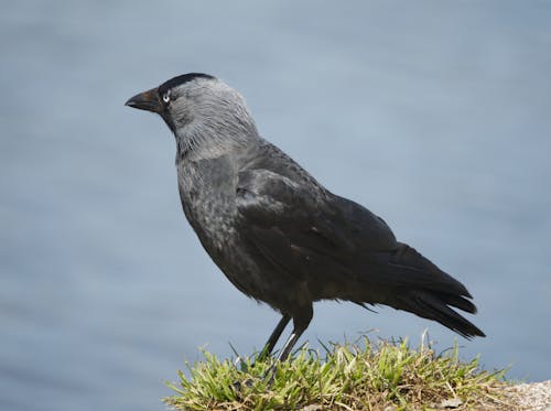 Free A Jackdaw on Green Grass Stock Photo