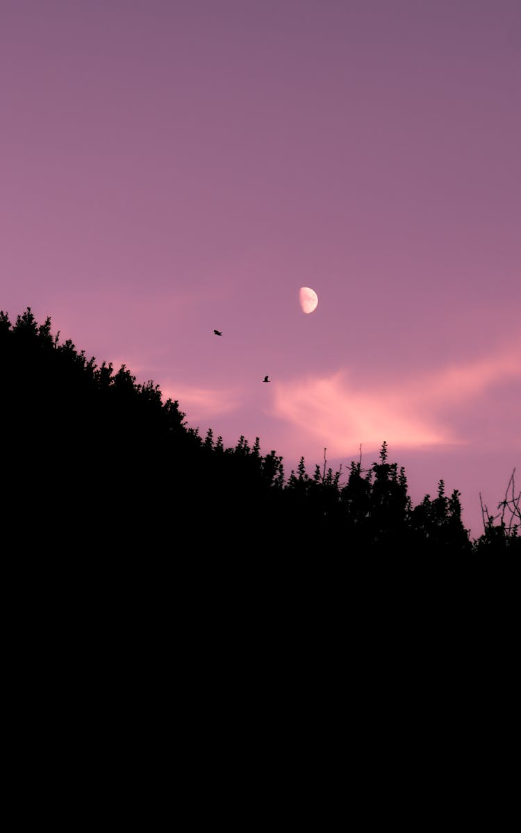 Moon Over Forest