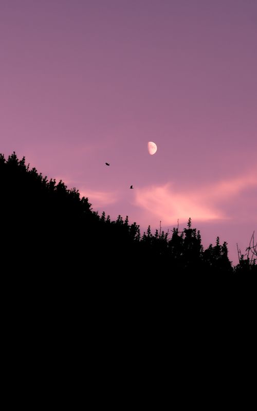 Free A peaceful twilight scene with a glowing moon, silhouetted trees, and birds in flight. Stock Photo