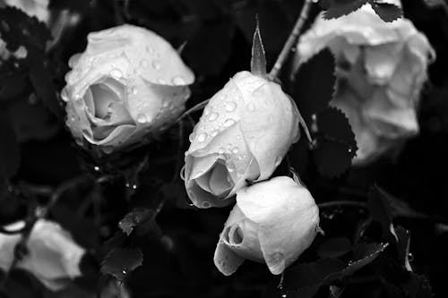 Grayscale Photo of Roses With Water Droplets