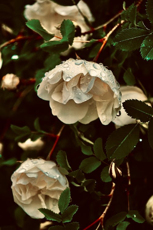 Wet White Roses With Green Leaves