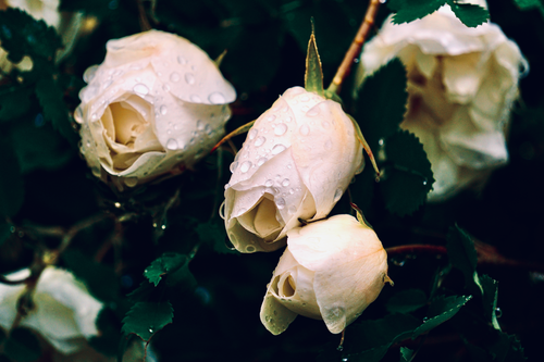 Free Capture of white rose buds with dew droplets, highlighting natural beauty and freshness. Stock Photo