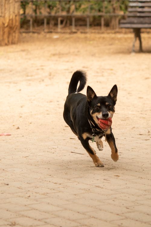 Free Energetic Australian Kelpie dog joyfully sprinting with a toy at a park. Stock Photo
