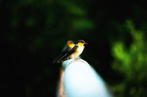 Small Bird Perched on a Railing
