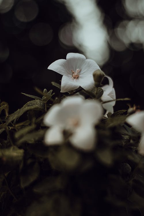 Fotografia Z Bliska Białego Kwiatu